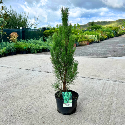 Pinus Nigra Pyramidalis - Pepiniera Sosa