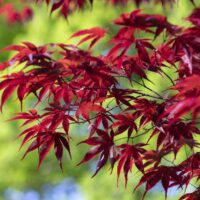 Artar Fireglow este un arbore ornamental deosebit, care impresioneaza prin frunzele sale de un rosu intens si aprins. 🍁🛒
