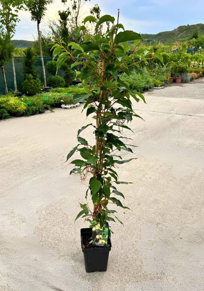 Mini Kiwi "Weiki" (mascul) la ghiveci - imagine 2