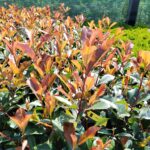 Photinia Super Red la ghiveci - imagine 3