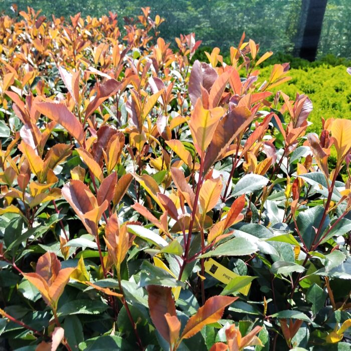 Photinia Super Red la ghiveci - imagine 3