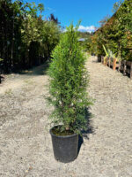 Tuia Smaragd Rasad - Pepiniera Sosa