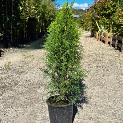 Tuia Smaragd Rasad - Pepiniera Sosa