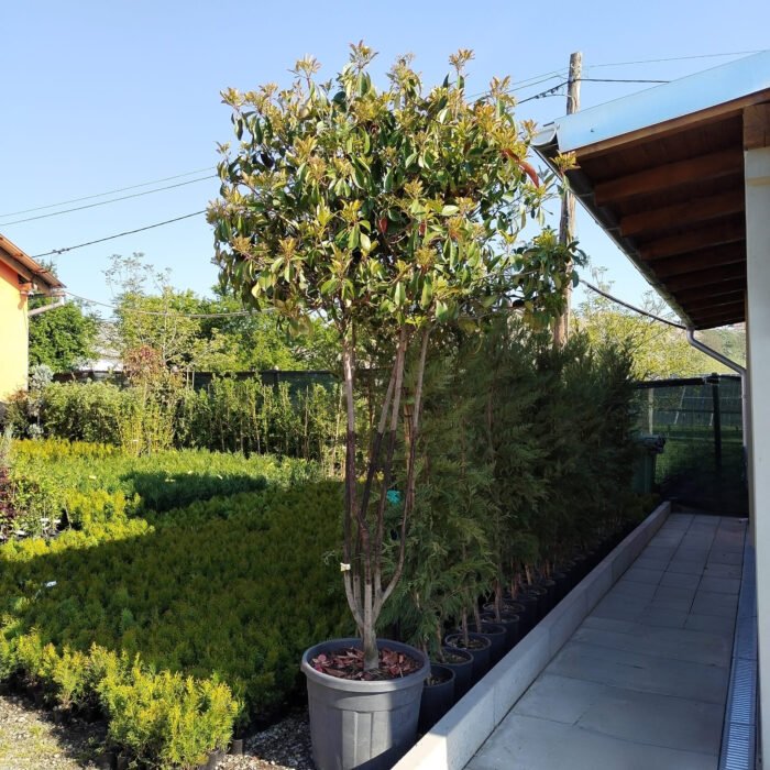 Photinia tip copac la ghiveci - imagine 1