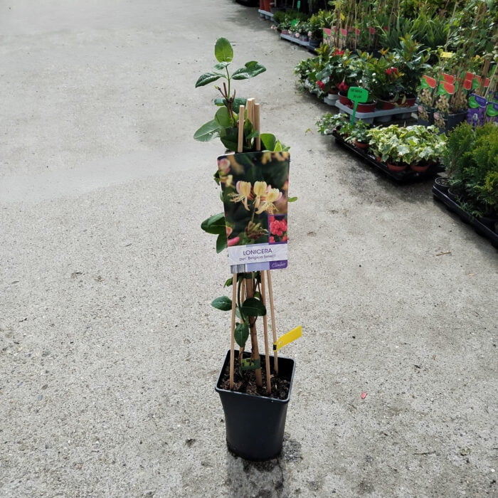 Lonicera (Mana Maicii Domnului) Belgica Select la ghiveci - imagine 2
