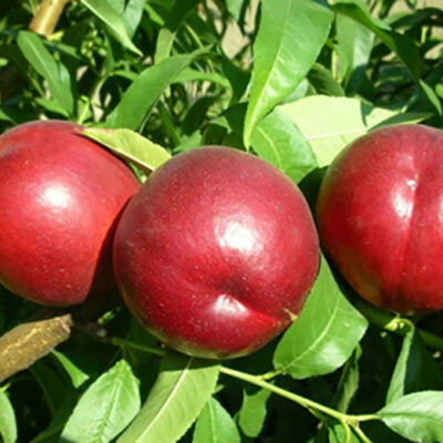 Savurează experiența gustului unic oferit de Nectarin Andosa. Un deliciu dulce și-răcoritor care te va transporta într-o lume a senzațiilor! 🍑🛒