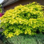 Artar Aureum - un arbore decorativ incredibil care adaugă un farmec aparte oricărui spațiu. Alege un produs cu adevărat memorabil! 🌿🛒