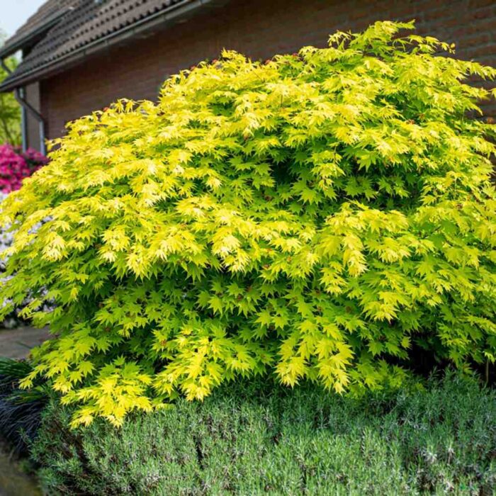 Artar Aureum - un arbore decorativ incredibil care adaugă un farmec aparte oricărui spațiu. Alege un produs cu adevărat memorabil! 🌿🛒