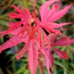 Arțar Jerre Schwartz la ghiveci