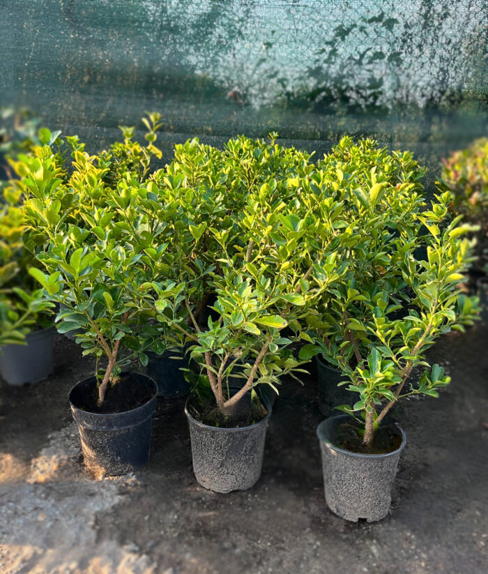 Euonymus Japonicus Himalaya la ghiveci - imagine 2