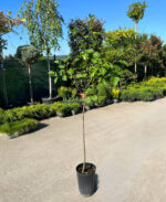 Syringa vulgaris "Sensation" (Liliac) la ghiveci - imagine 2