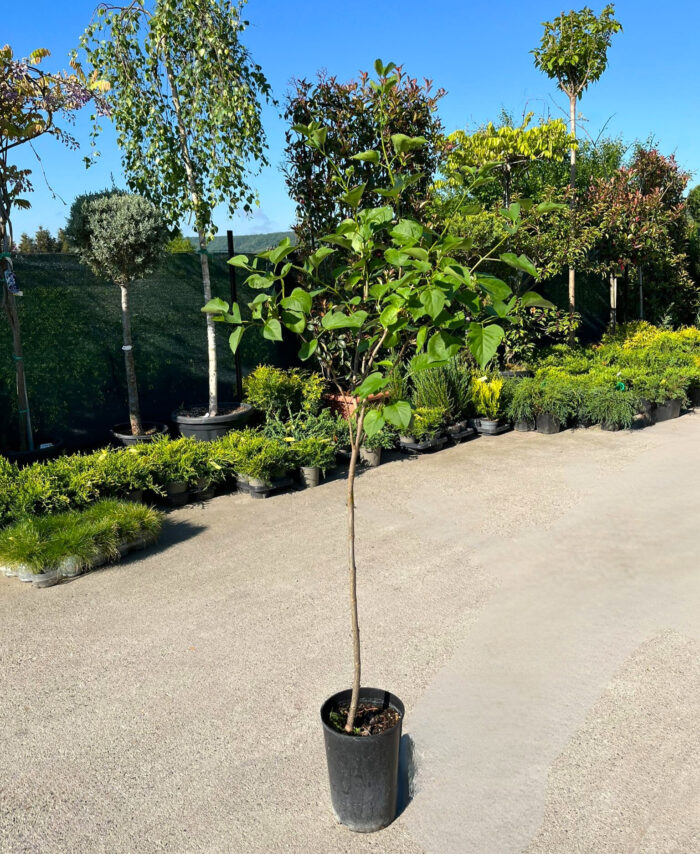 Syringa vulgaris "Sensation" (Liliac) la ghiveci - imagine 2