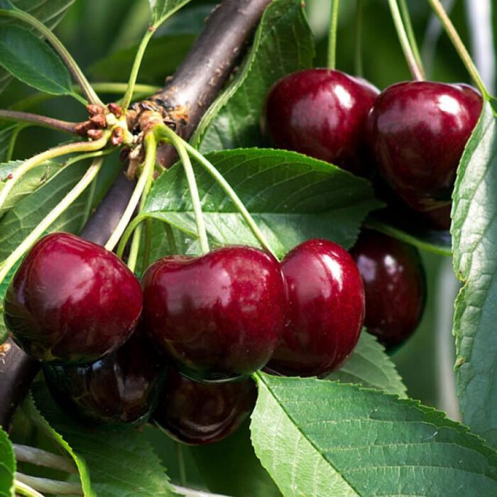 🍒 Fructele cireșului Summit sunt de dimensiuni mari, rotunde și au o culoare roșie strălucitoare.Fructele ideale pentru consum proaspăt. Comandă acum! 🛒