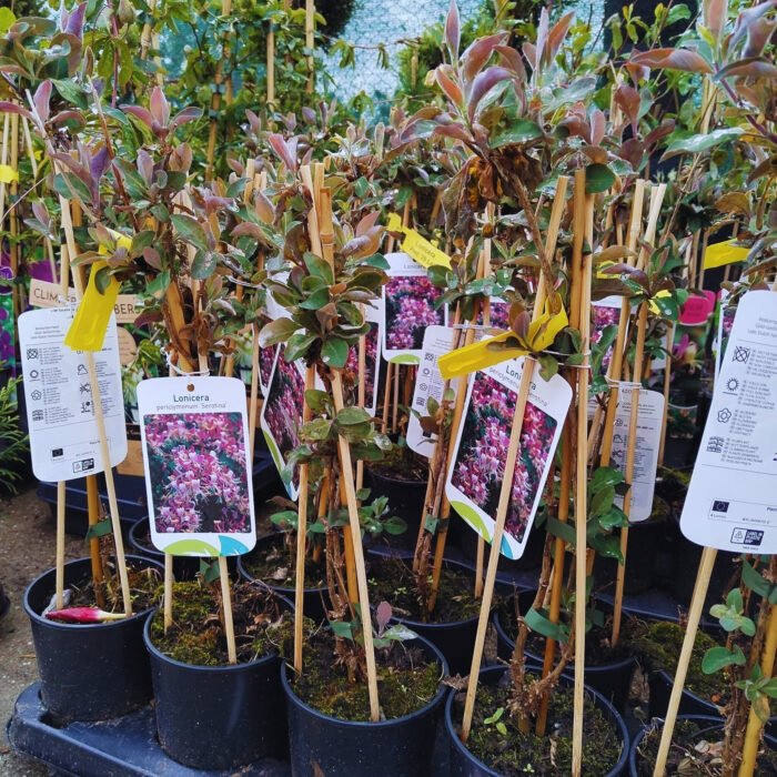 Lonicera (Mana Maicii Domnului) Serotina la ghiveci - imagine 2