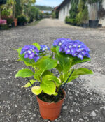 Hortensia Albastra la ghiveci - imagine 2