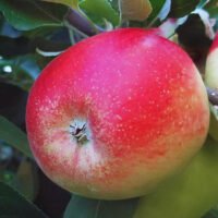 Măr Iris – Anul 4, la ghiveci