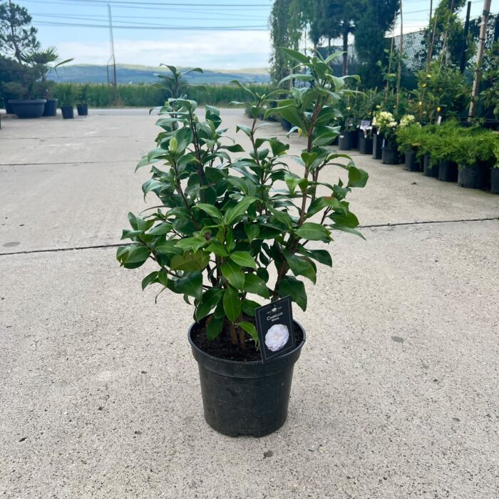 Camellia Japonica Albă - imagine 2