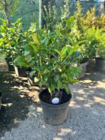 Camellia Japonica Albă - imagine 2
