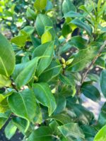 Camellia Japonica Albă - imagine 3