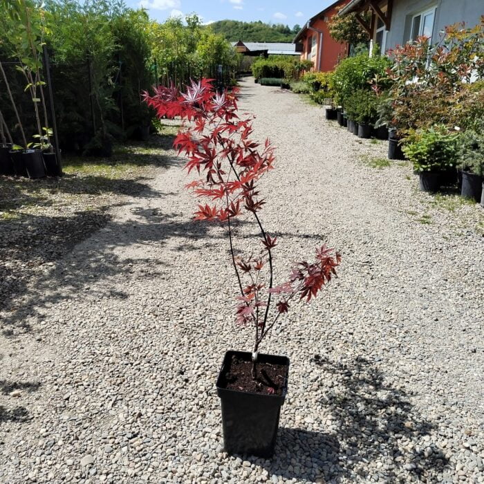 Arțar Fireglow la ghiveci - imagine 2