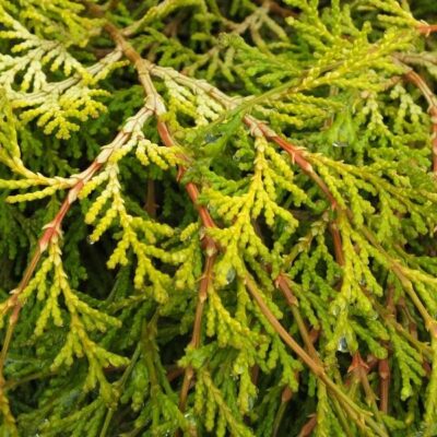 Descoperă frumuseţea naturală a plantei Chamaecyparis Obtusa Kamarachiba. Cumpără acum și adaugă o notă de eleganţă în grădina ta! 🌿