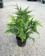 Chamaecyparis lawsoniana ”Stardust” la ghiveci - imagine 2