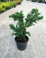 Chamaecyparis obtusa ”Draht” la ghiveci - imagine 2