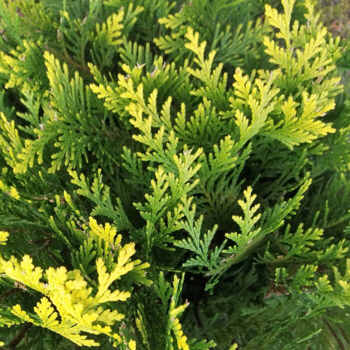 Transformă-ți grădina într-un colț de paradis cu ajutorul plantei Chamaecyparis Stardust. Alege exemplarul perfect pentru tine! 🌿🛒