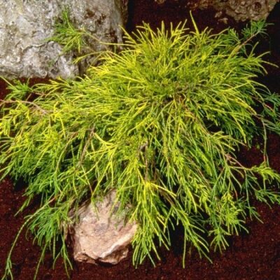 Crește și îngrijește un Chamaecyparis Pisifera Sungold în grădina ta. Acest arbust strălucitor va aduce o notă vibrantă în peisajul tău! 🌿🛒