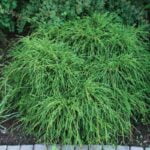 Transformă-ți grădina într-un colț de rai cu Chamaecyparis Pisifera Filifera Nana. O alegere deosebită pentru un peisaj demn de admirație! 🌿🛒