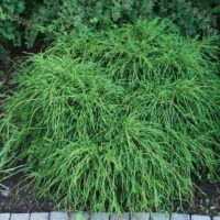 Transformă-ți grădina într-un colț de rai cu Chamaecyparis Pisifera Filifera Nana. O alegere deosebită pentru un peisaj demn de admirație! 🌿🛒