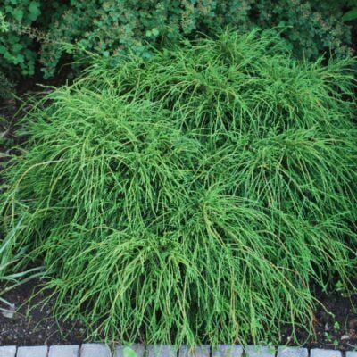 Transformă-ți grădina într-un colț de rai cu Chamaecyparis Pisifera Filifera Nana. O alegere deosebită pentru un peisaj demn de admirație! 🌿🛒