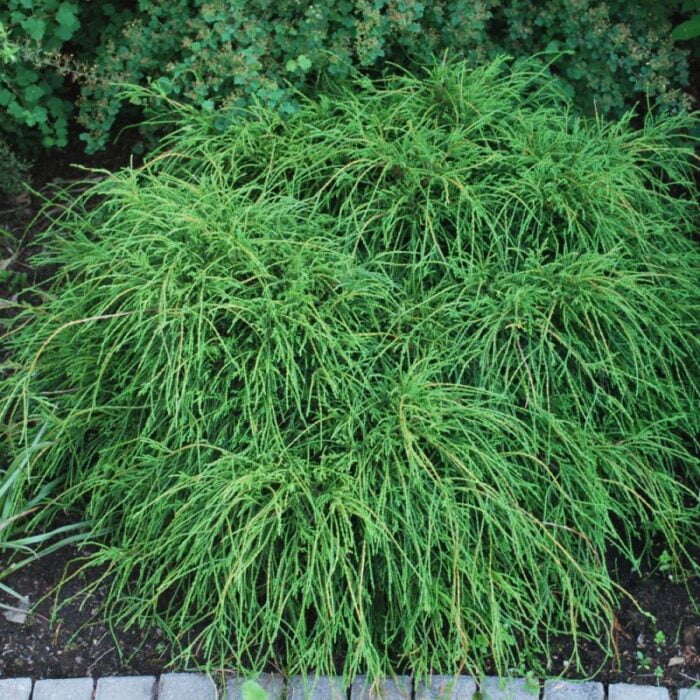 Transformă-ți grădina într-un colț de rai cu Chamaecyparis Pisifera Filifera Nana. O alegere deosebită pentru un peisaj demn de admirație! 🌿🛒