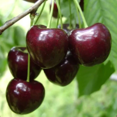 Cireș Kordia are fructe de dimensiuni mari, rotunde de oculoare închisă. Ele sunt apreciate pentru gustul lor dulce si pulpa lor aromată. 🍒🛒
