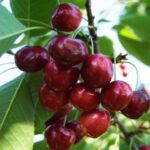 Cireș Linda la ghiveci 5L