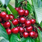 Cires Sunburst la ghiveci 5L