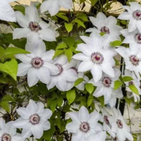 👉️ Transformați-vă grădina intr-o oază de frumusețe cu Clematis Miss Bateman - un soi minunat de clematite. Comandați acum și bucurați-vă de priveliște! 🌼
