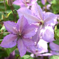 Clematis Margaret Hunt la ghiveci