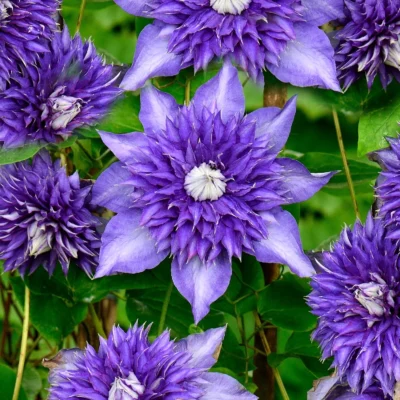Transformă-ți grădina într-un colț de rai cu Clematis Multi Blue. Bucură-te de flori frumoase și parfumate în fiecare sezon! 🌿🌸