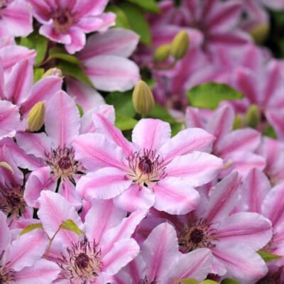 Descoperă Clematis Nelly Moser , o varietate populară cu flori mari și colorate. Adaugă un strop de culoare grădinii tale cu aceste plante uimitoare! 🌸