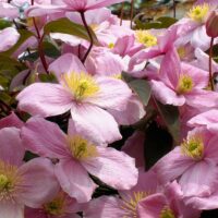 Înflorescând în mai și iunie, Clematis Montana Rubens este planta perfectă pentru a înfrumuseța grădinile.Comandă acum! 🌸🛒
