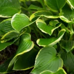 Dă viață grădinii tale cu planta decorativă Hosta . Perioada de plantare: tot timpul anului. Comandă acum și creează-ți o grădină de vis! 🌿