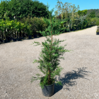 Cupressocyparis Leylandii la ghiveci