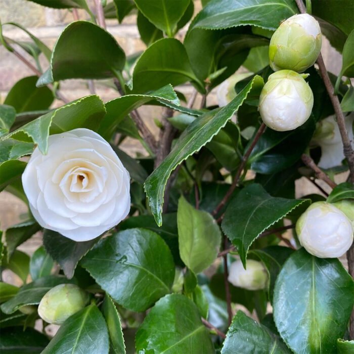 Descoperă splendoarea naturii cu planta Camellia Japonica. Oferă-i un loc special în grădina ta și bucură-te de florile sale în fiecare primăvară. 🌿 🌼