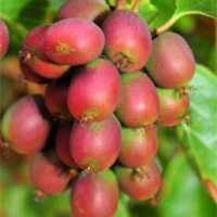 Descoperiți fructul minune cu gust delicios al Mini Kiwi „Purpurna Sadowa”. Bucurați-vă de o gustare sănătoasă și de o explozie de arome! 🥝🛒