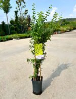 Euonymus "n" Gold - Pepiniera Sosa