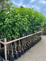 Cireș Alb la ghiveci 5L - imagine 2