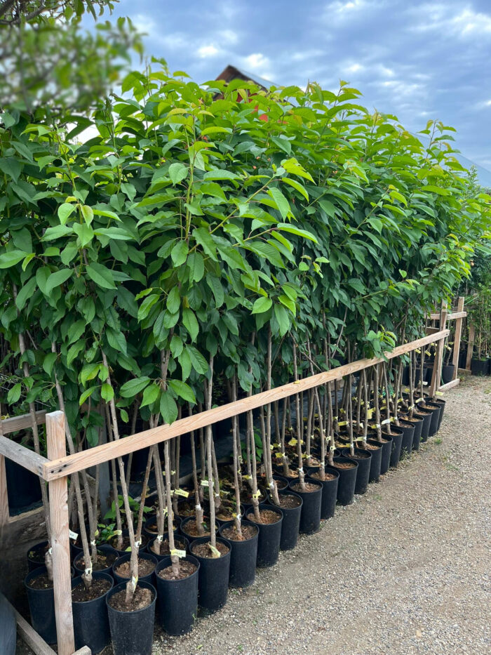 Cireș Alb la ghiveci 5L - imagine 2