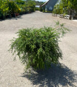 Chamaecyparis Pisifera Filifera Nana la ghiveci - imagine 2