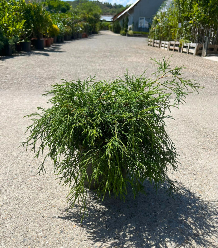 Chamaecyparis Pisifera Filifera Nana la ghiveci - imagine 2